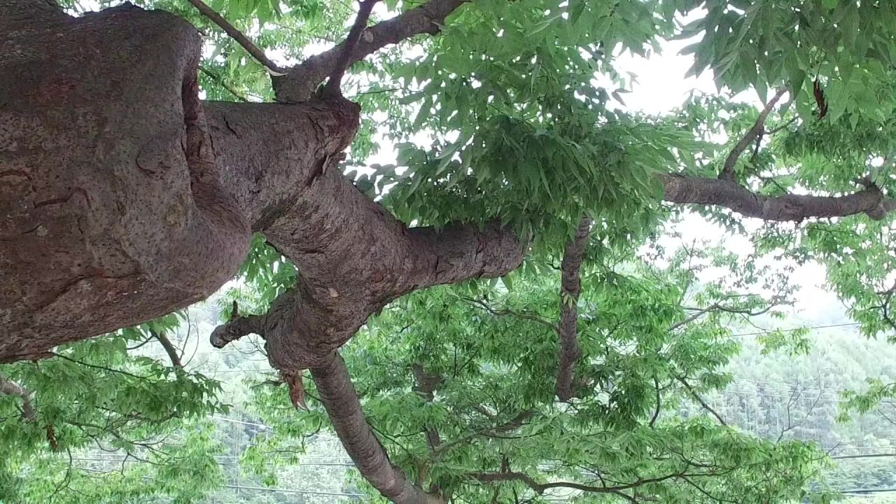 知更鸟新增功能大自然