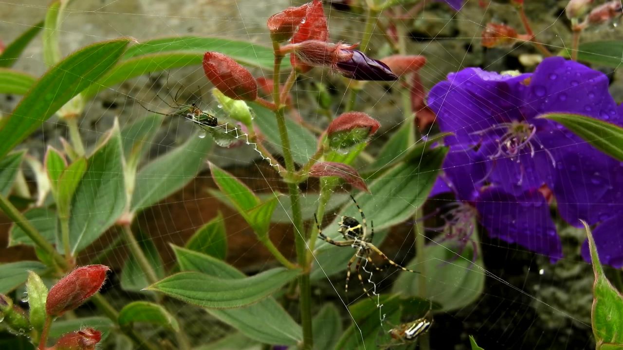 自然动物群昆虫蜘蛛