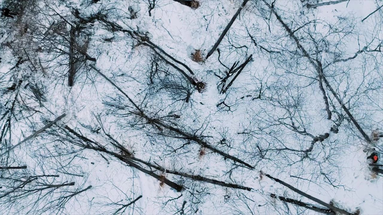 树树上切割伐木