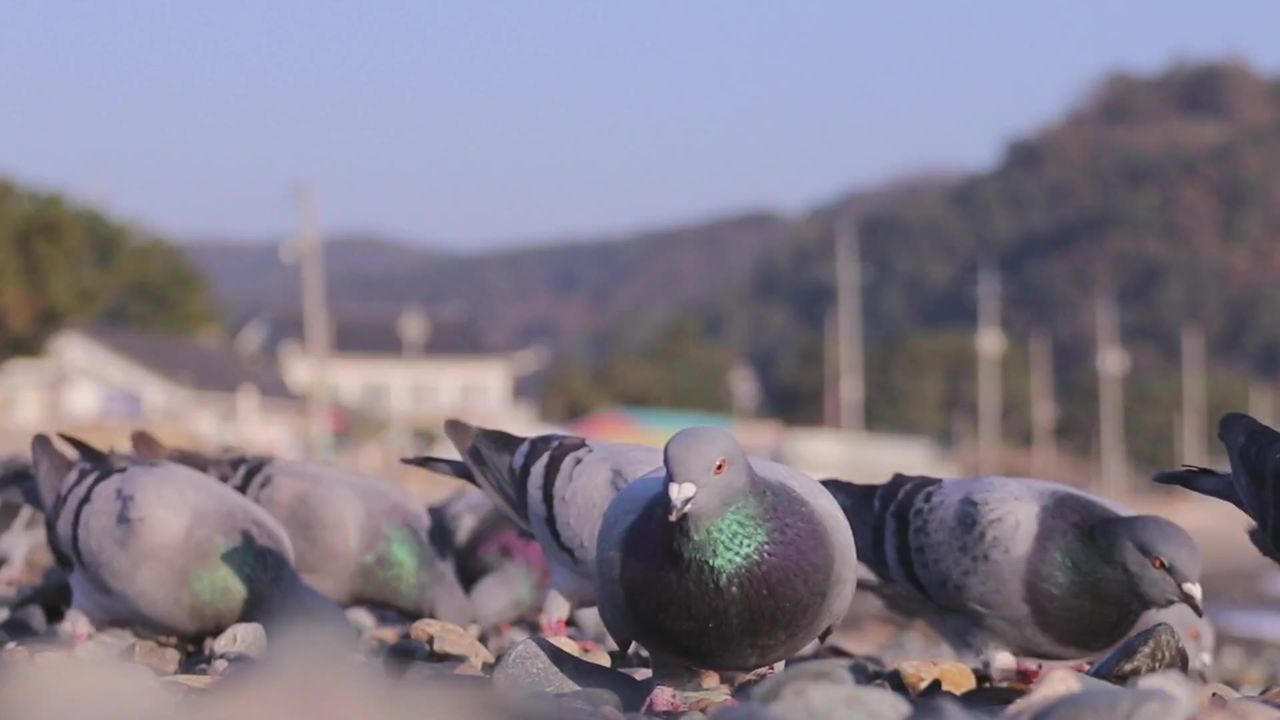 鸽子鸟自然翅膀
