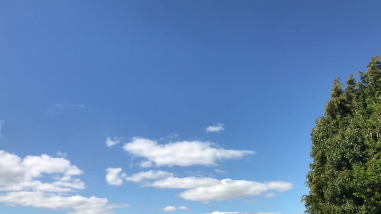 鸽子羊群飞行鸟