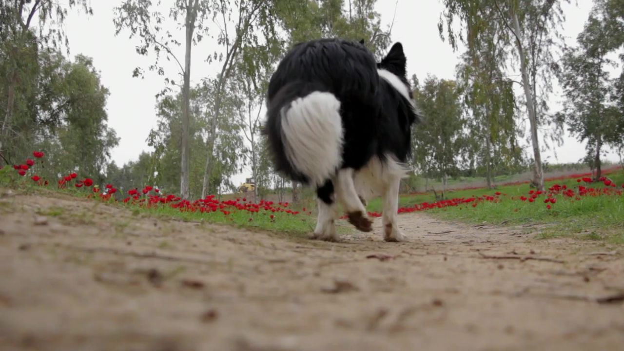 狗运行遛狗男子