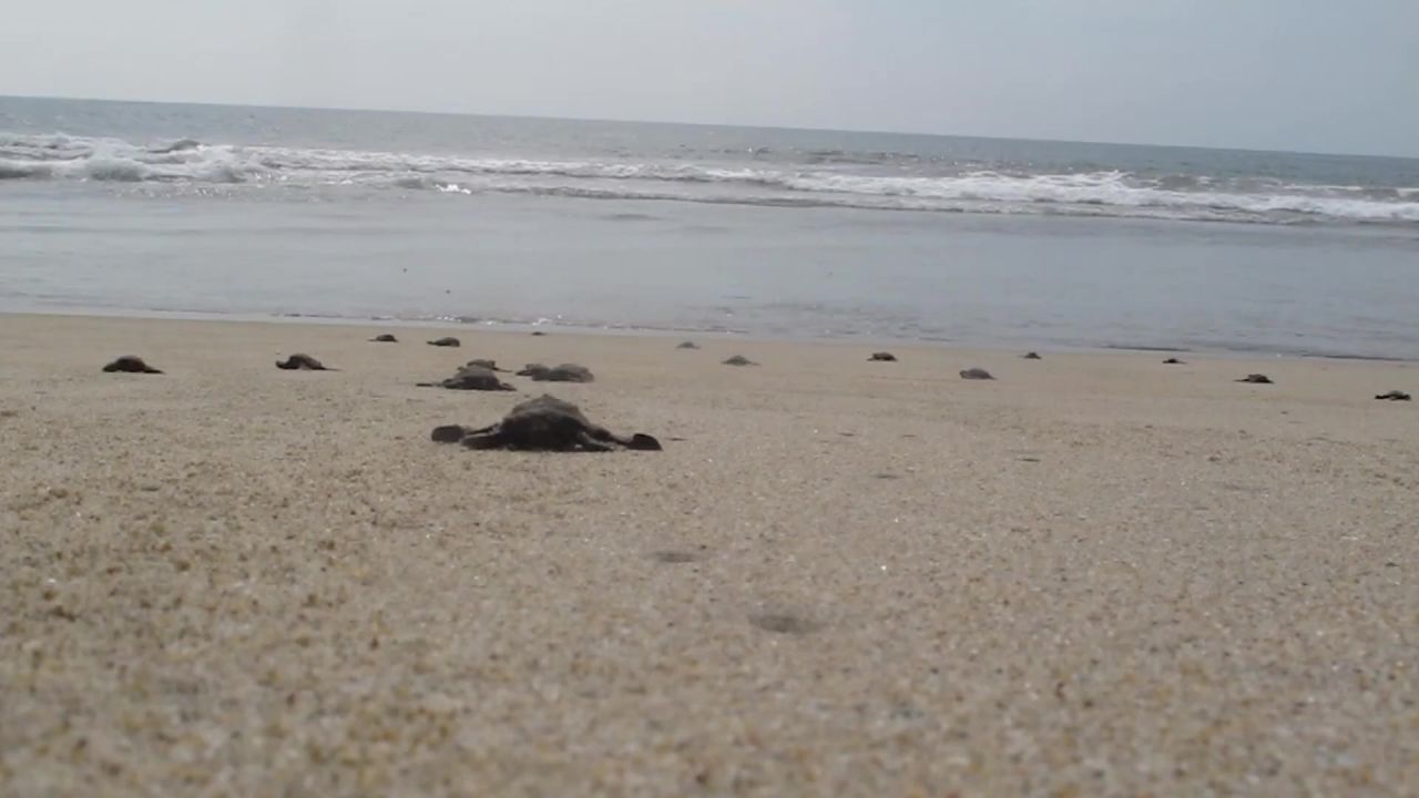 海龟动物壳