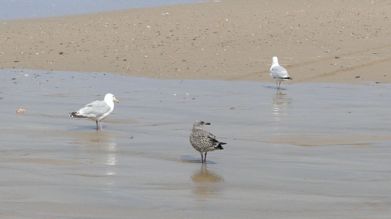 海鸥海滩自然海