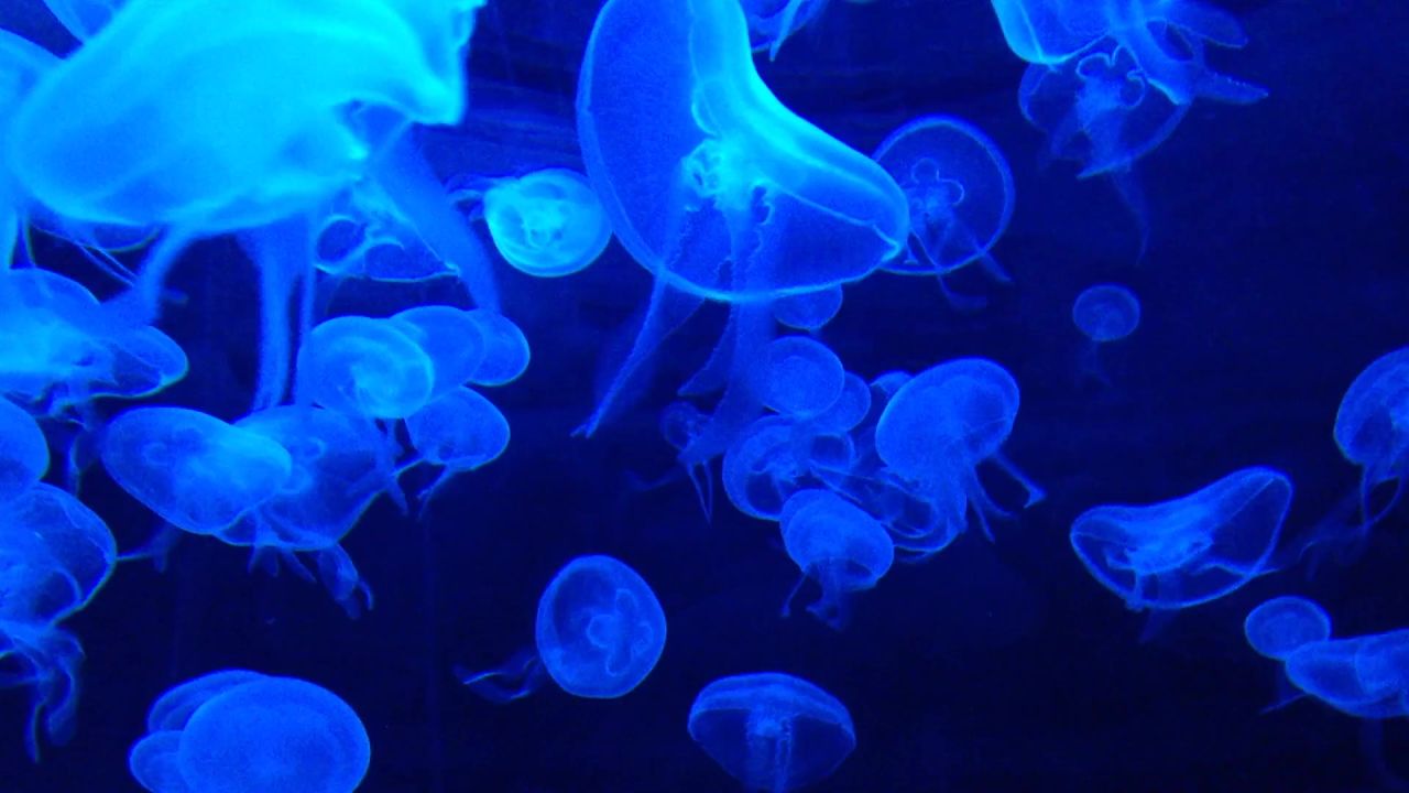 海蜇坦克水生活