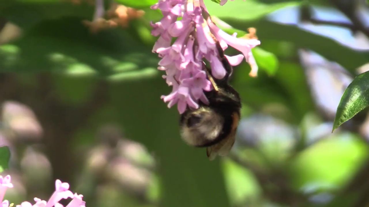赫梅尔紫丁香夏季