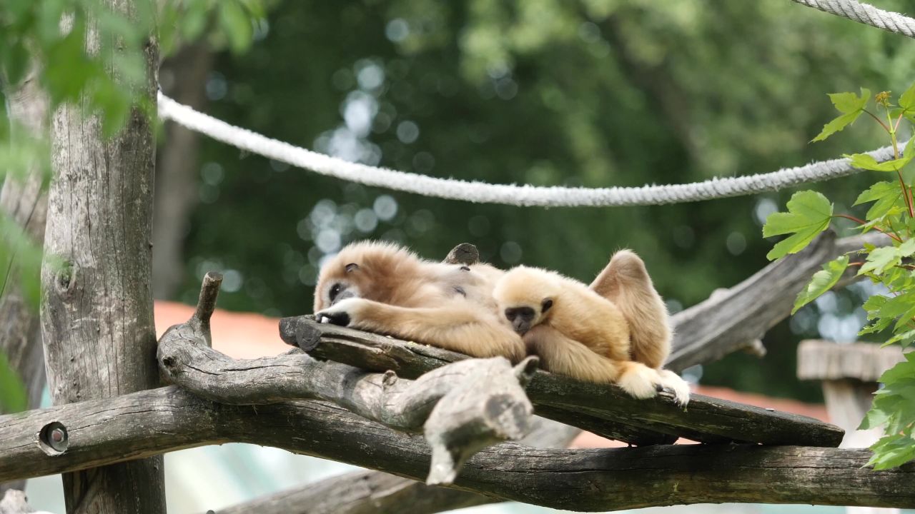 拉尔长臂猿白手的
