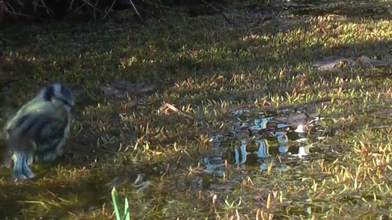 蓝雀洗涤池蓝色可爱