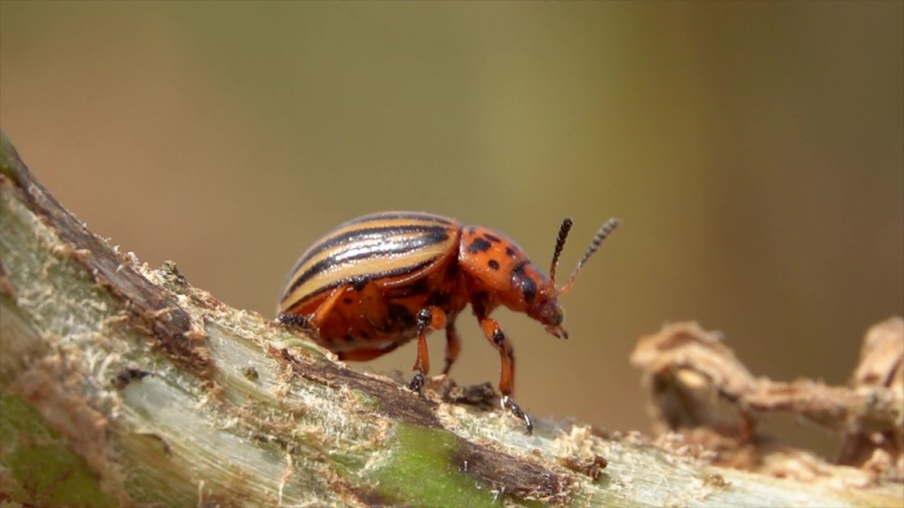 马铃薯甲虫虫害昆虫马铃薯甲虫