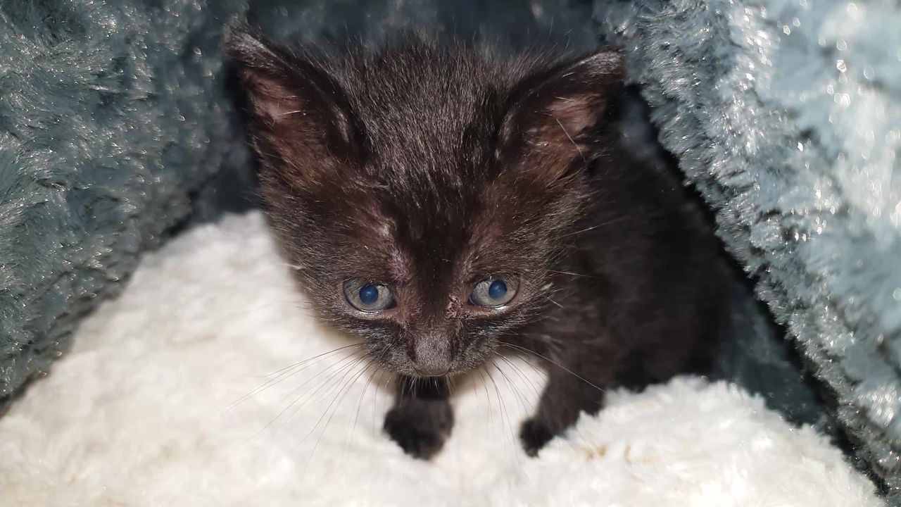 猫动物小猫基蒂