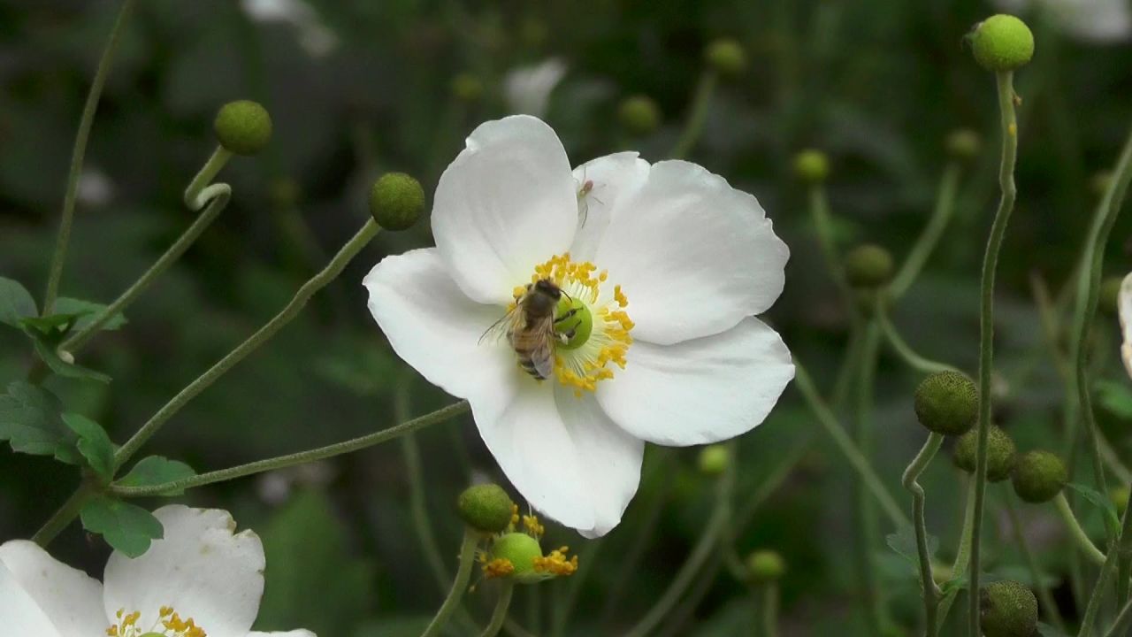 蜜蜂昆虫花授粉