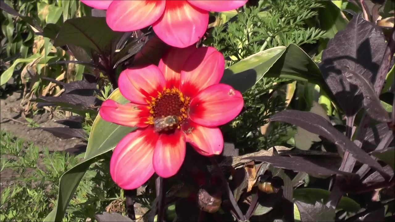 蜜蜂昆虫喂养花