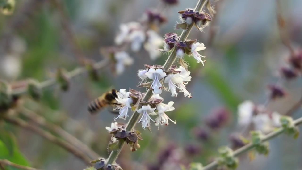 蜜蜂罗勒授粉撒丁岛