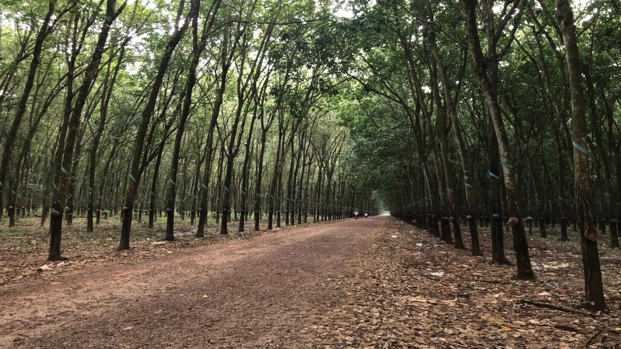 路蓝色橡胶林
