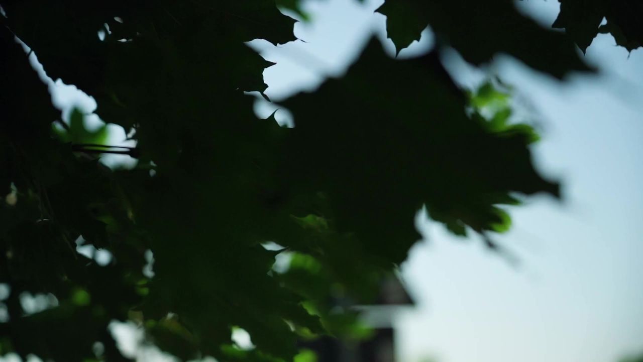 慢动作从树街