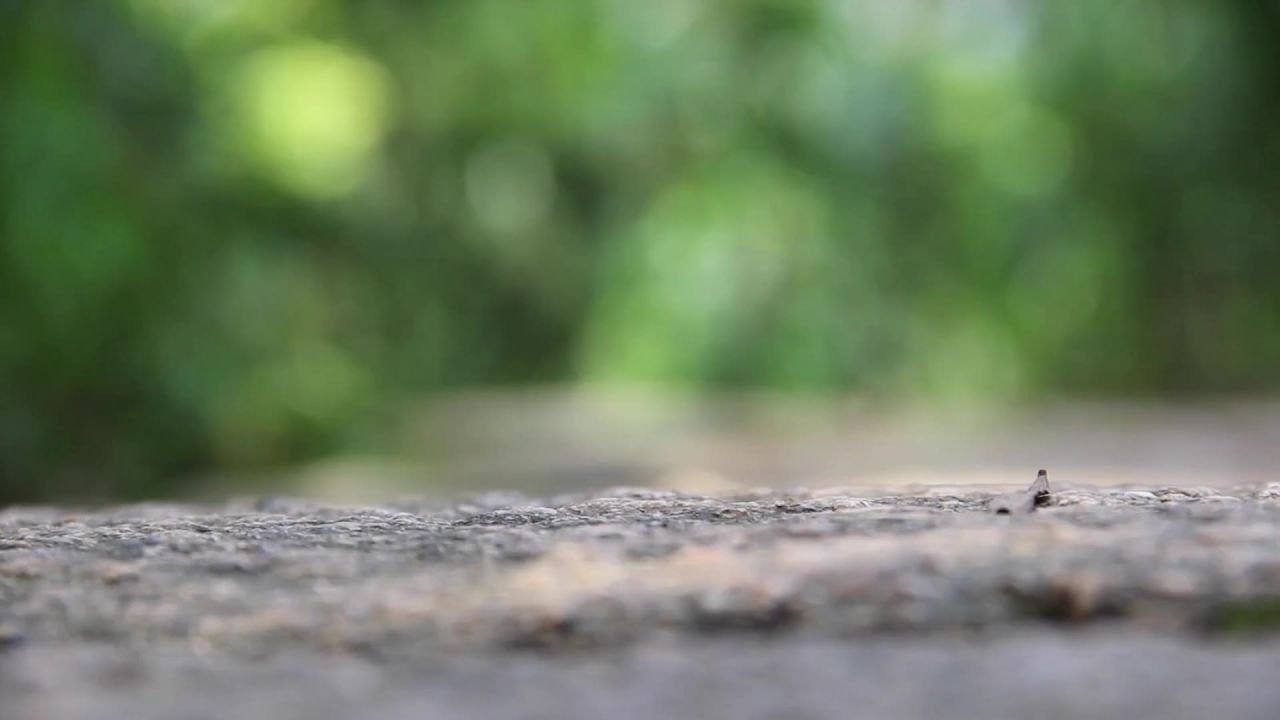 丛林路路径腿