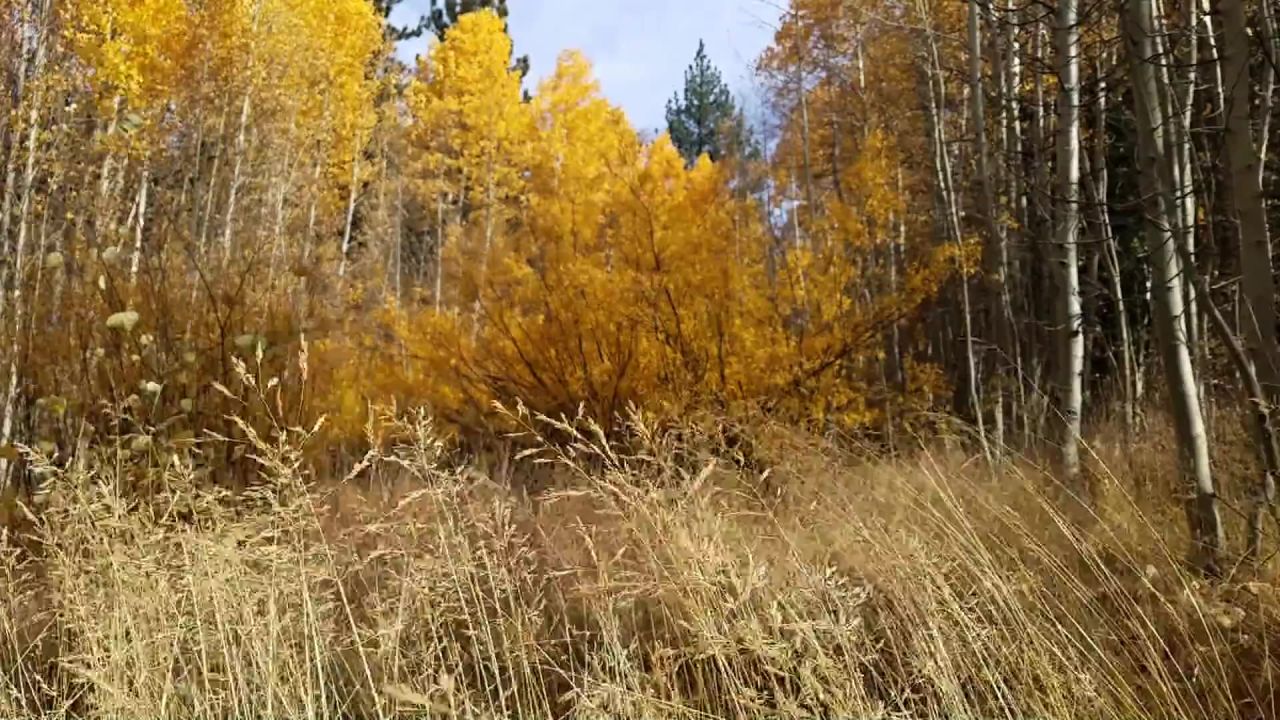 白杨草秋天秋
