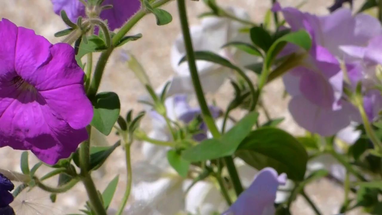 白紫矮牵牛花的领域