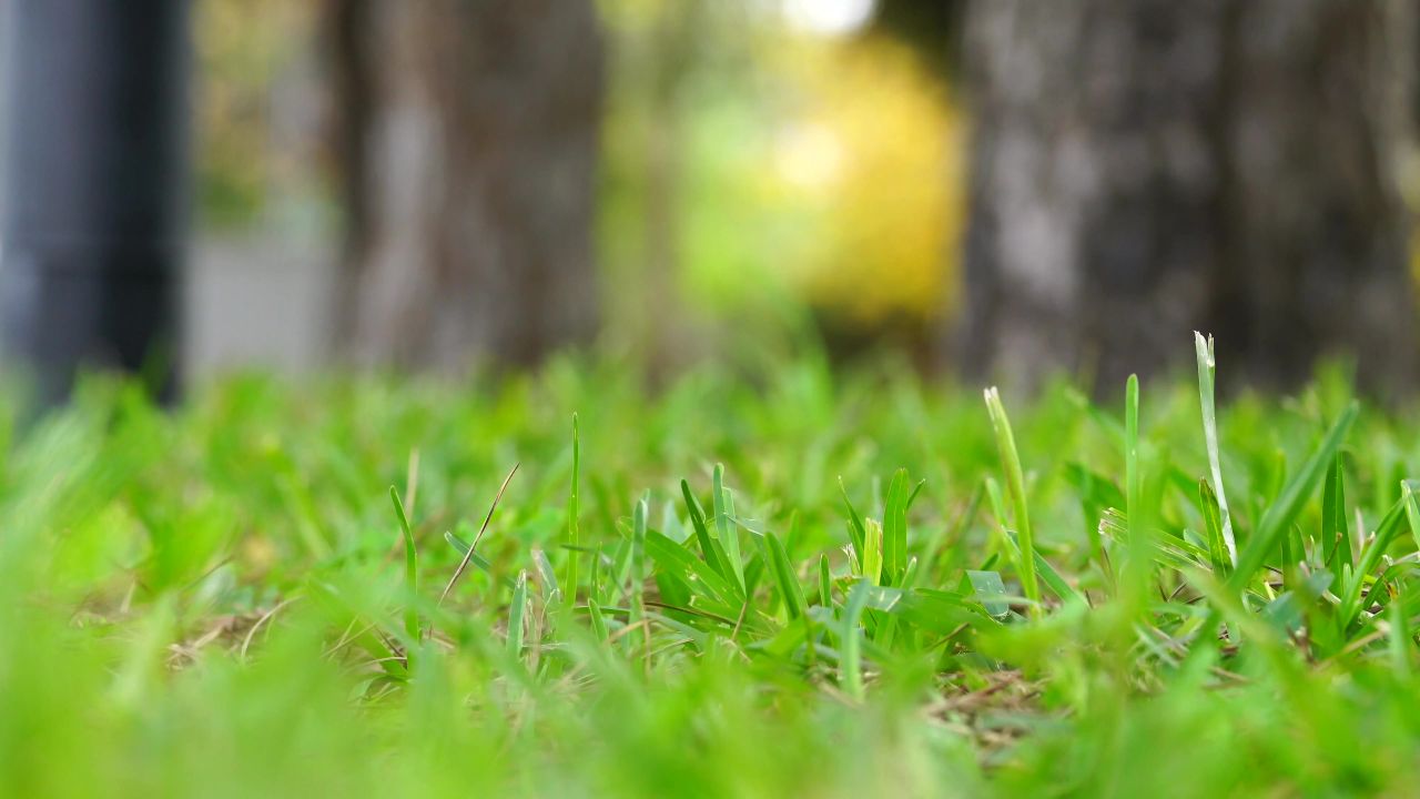 草风绿色植物花园
