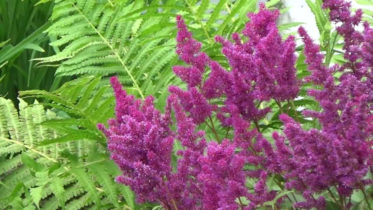 草蕨花园动摇