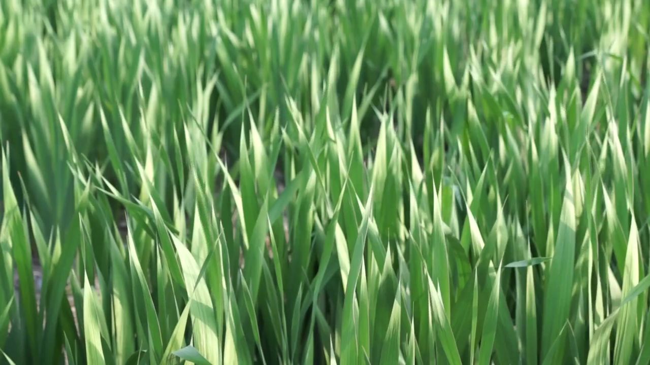 草绿色草地字段夏季