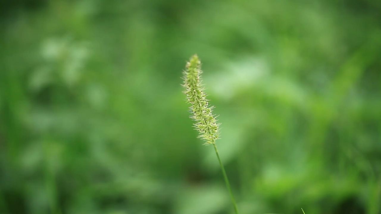 草自然绿色原野