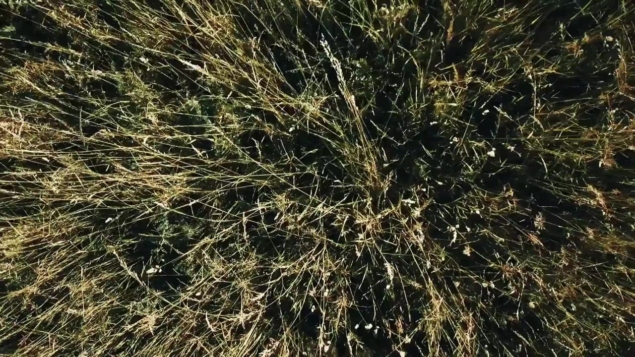 草字段飞行向上