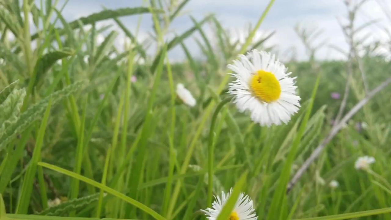 雏菊鲜花植物花