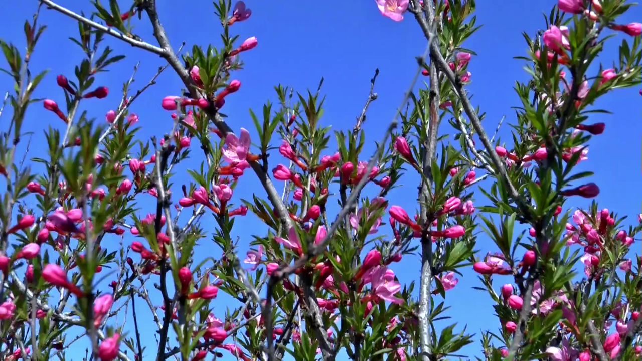 春天布鲁姆小檗鲜花