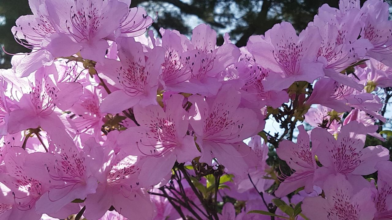 春天杜鹃花粉红色的
