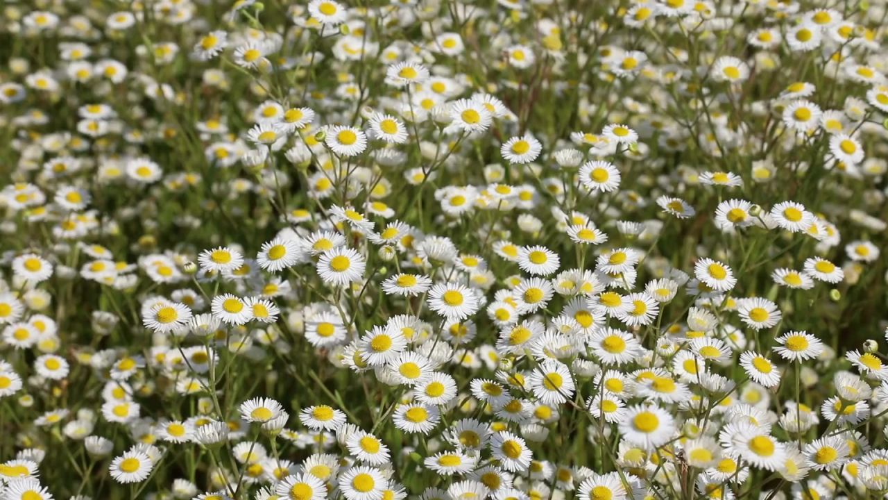 黛西草甸夏季鲜花