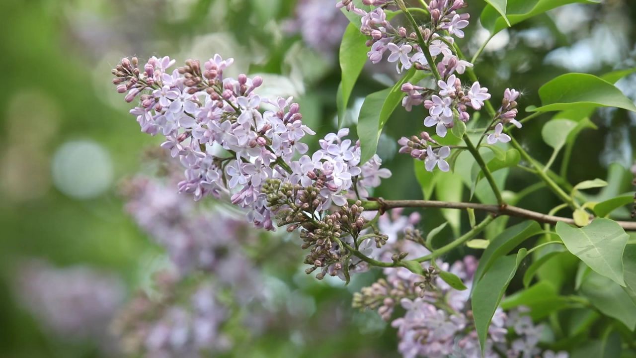 丁香花盛开春紫色