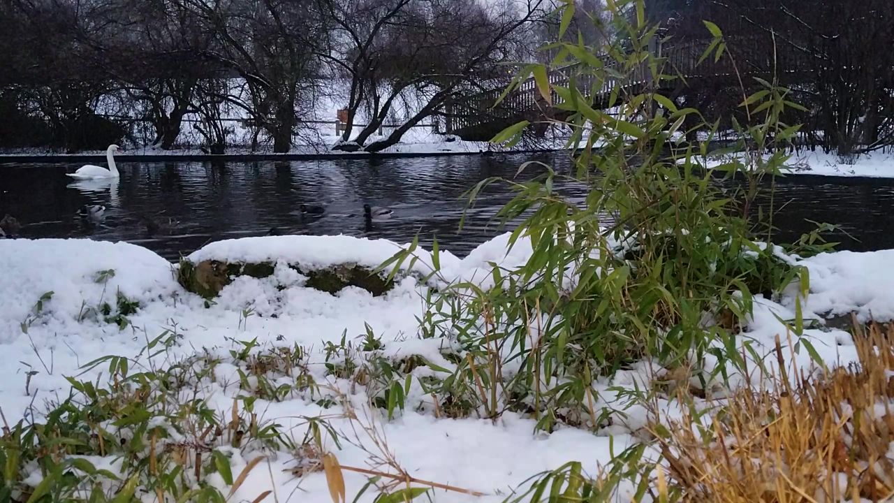冬天雪自然天鹅