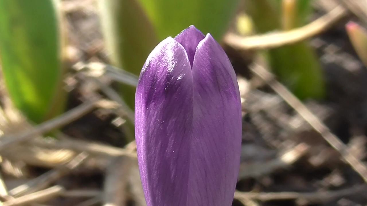 番红花花卉春天打开