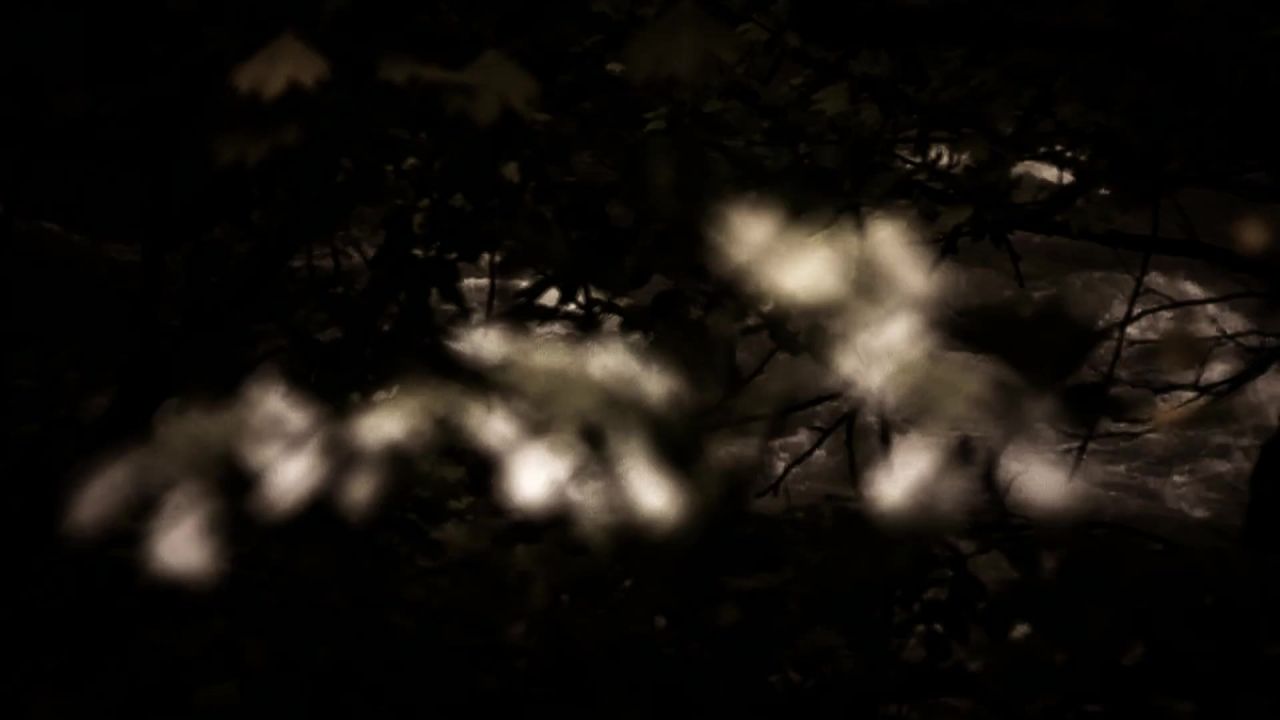 黄昏花暗河树