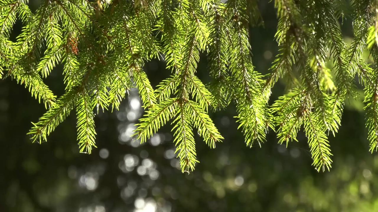 赛季天气云杉分支