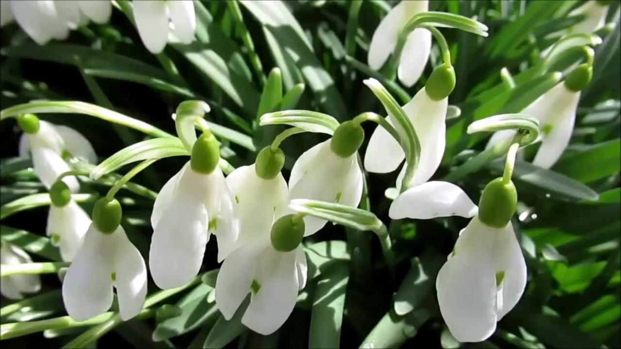 雪滴花自然开花