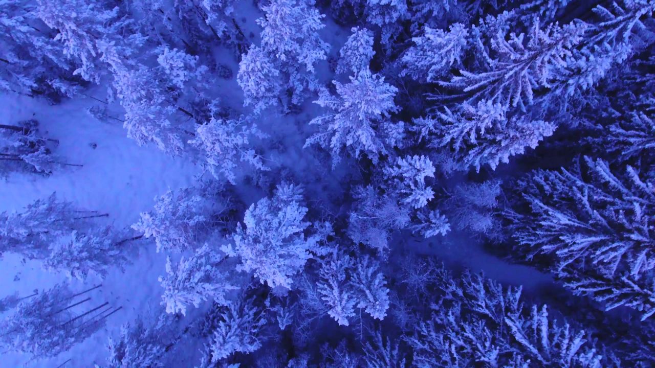雪域树木以上冬天