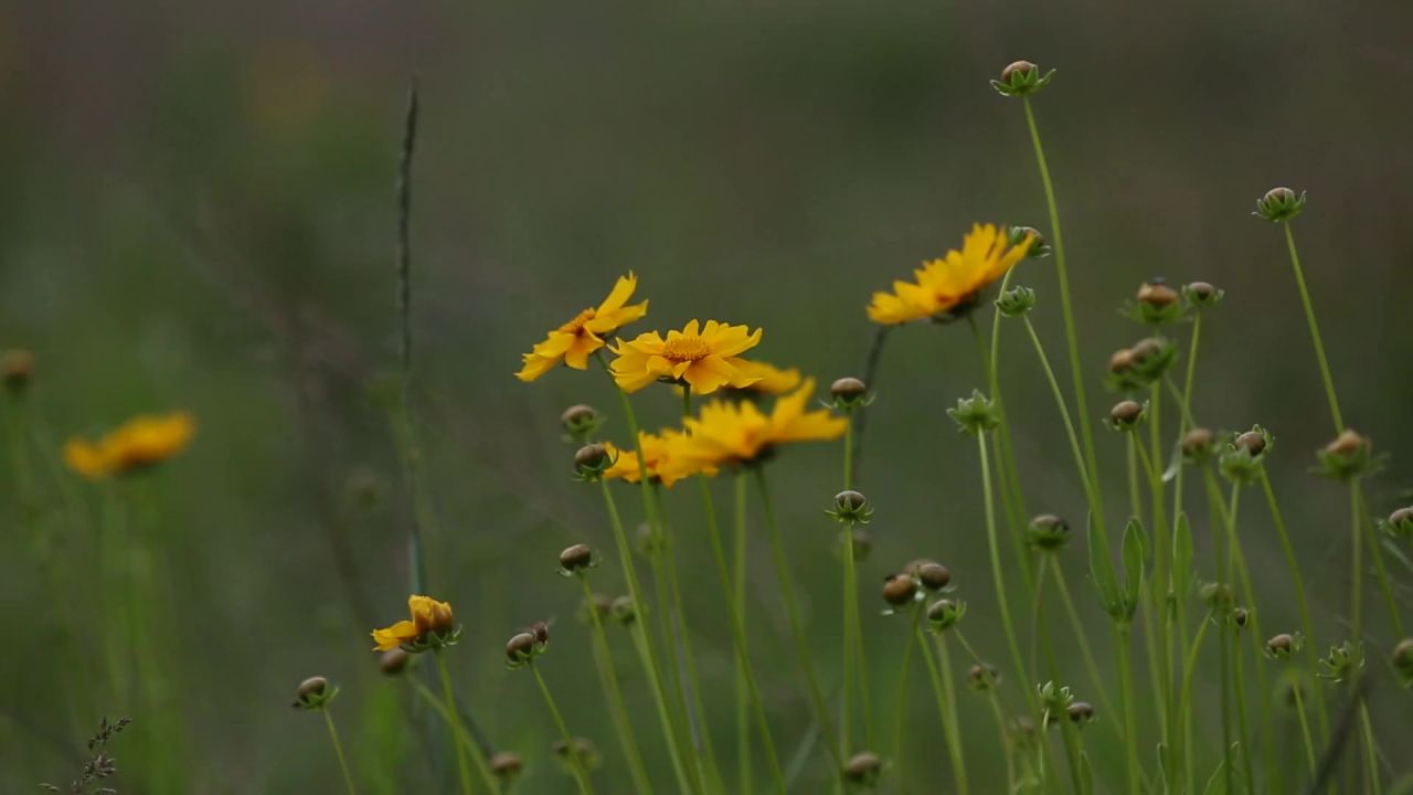 野花鲜花植物大自然