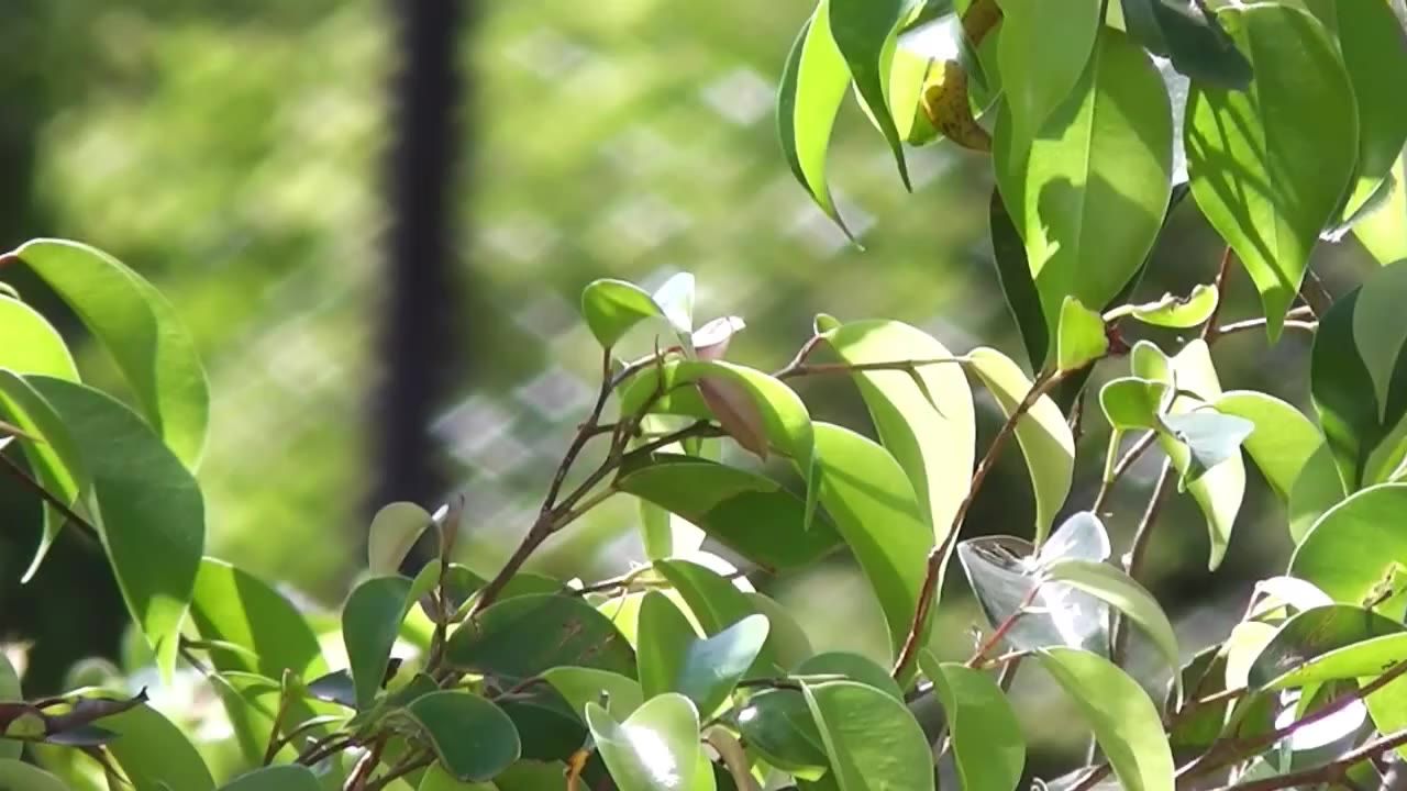 叶子树公园绿色