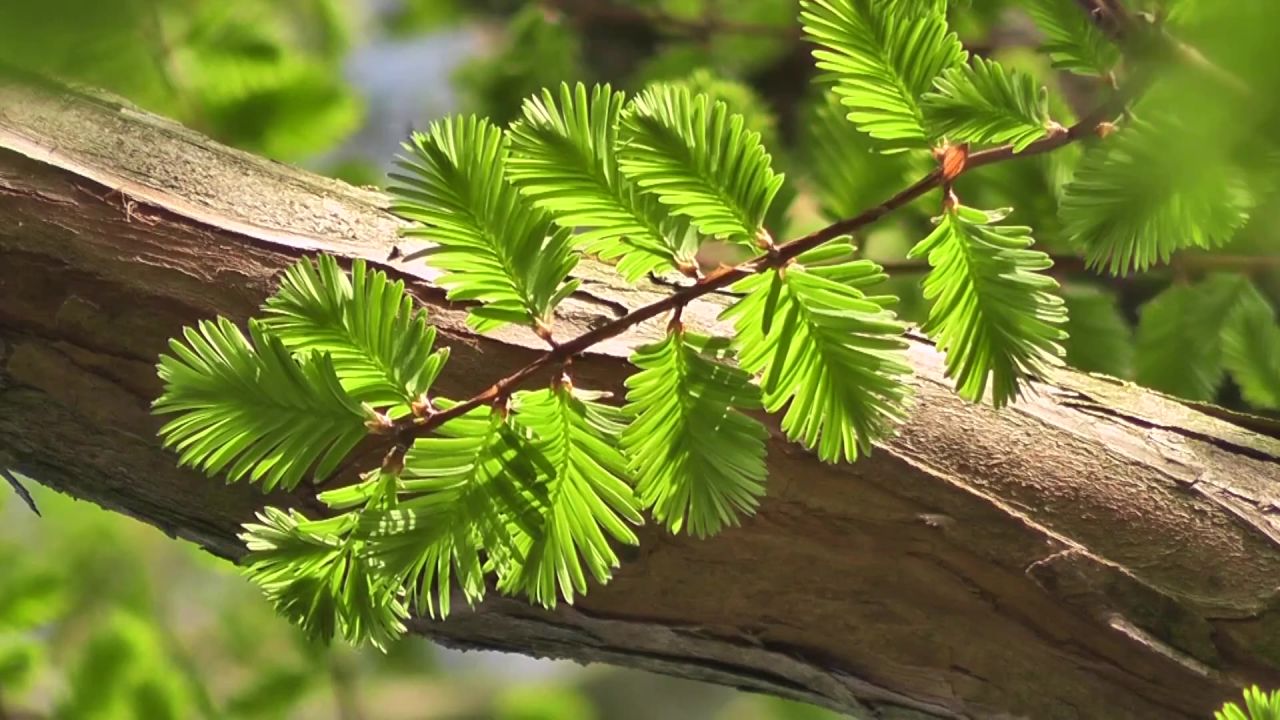 叶子松新新鲜