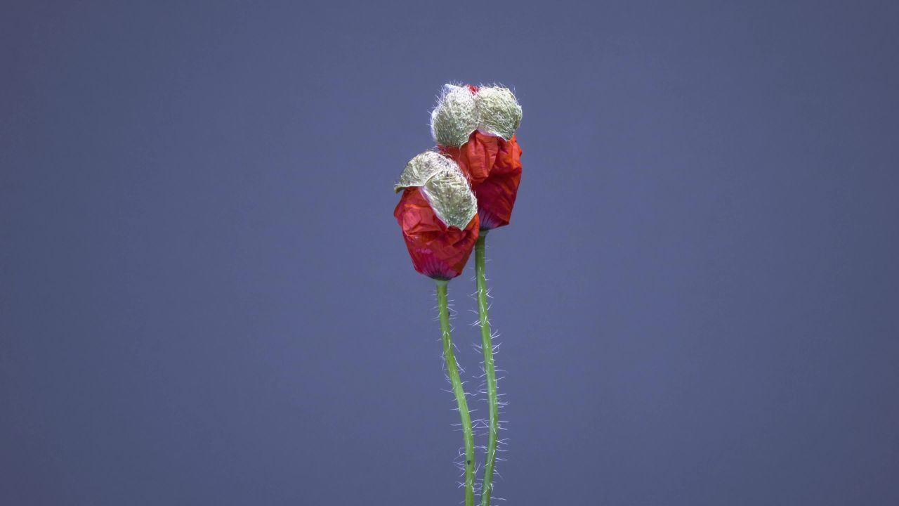 罂粟开花罂粟芽