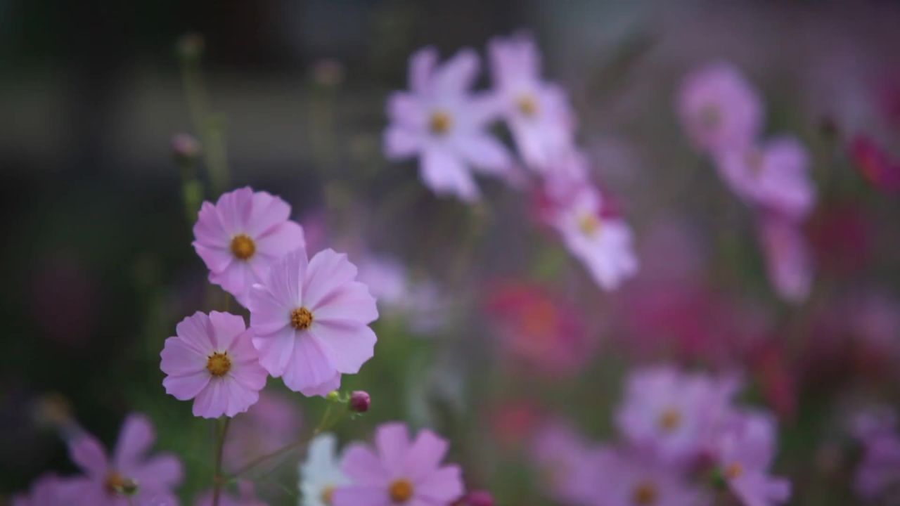 宇宙鲜花风粉红色
