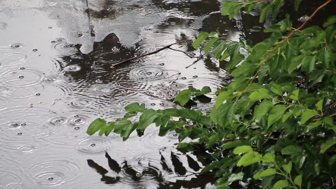 雨滴大自然树一个