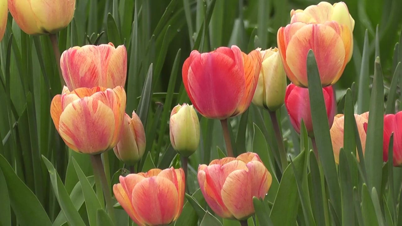 郁金香开花鲜花花瓣