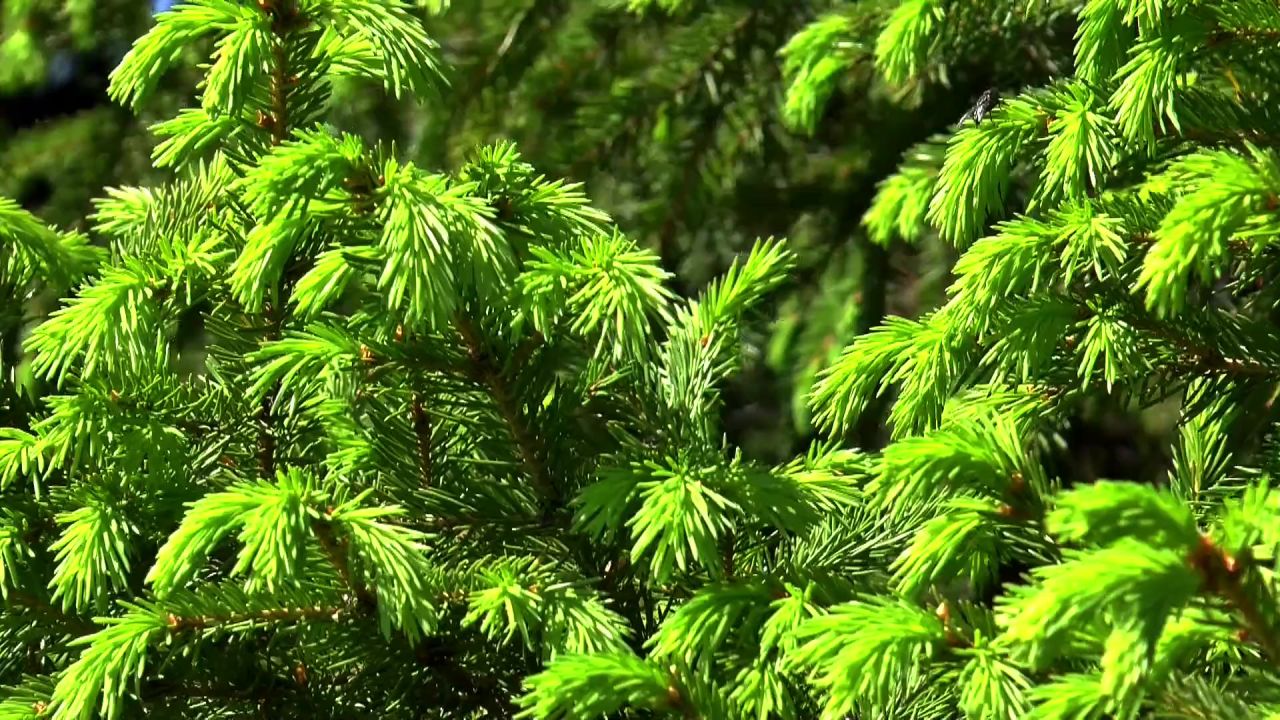 云杉背景树人字