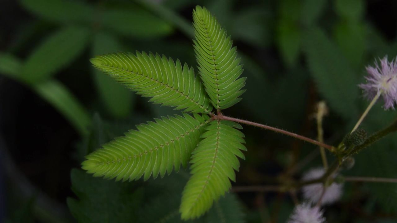 植物绿色运动叶