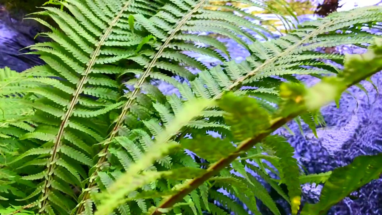 植物自然河春