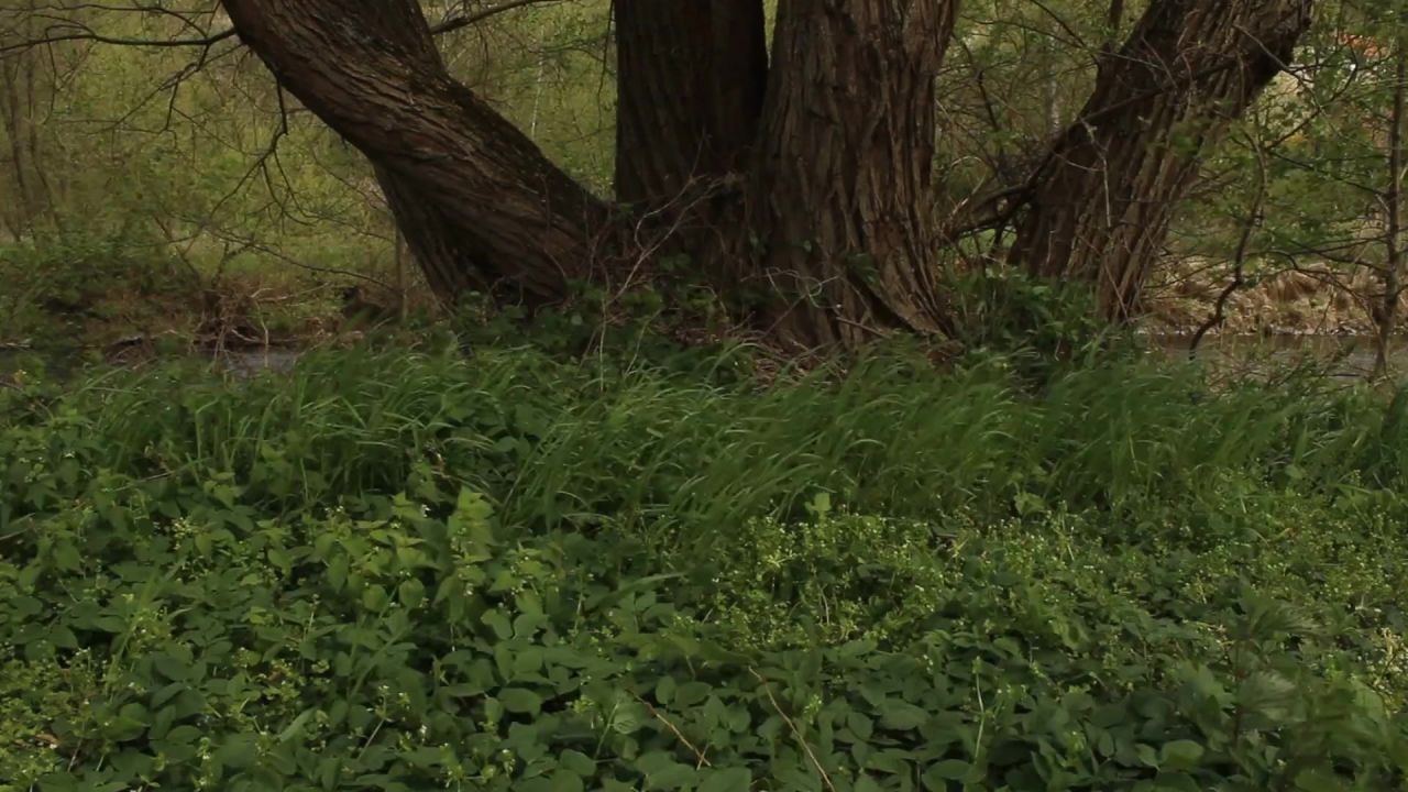 转寄草大风风雨