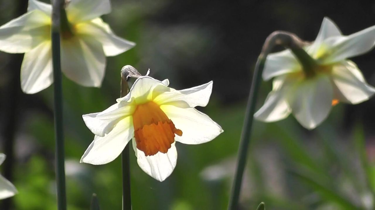 自然冥想和谐花